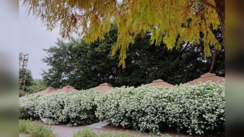 春節遊故宮看花海！青青食尚花園宴享美味與折扣優惠！