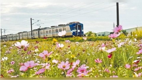 波斯菊異語1/大肚花海上億農地有蹊蹺 佃農「三七五」金鐘罩折騰地主喊救命