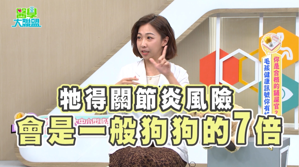 余祥銓《醫學大聯盟》毛孩體重過重壽命減 2 年? 「關節炎 7 倍風險」