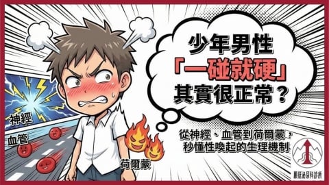 年輕男性性喚起反應為何特別明顯？從神經、血管到荷爾蒙解析生理機制