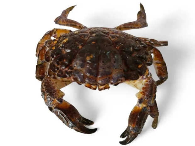 菲網紅拍片「狂嗑海鮮」竟淪喪命遺作!誤食劇毒蟹「嘴唇發黑」最後身影曝光