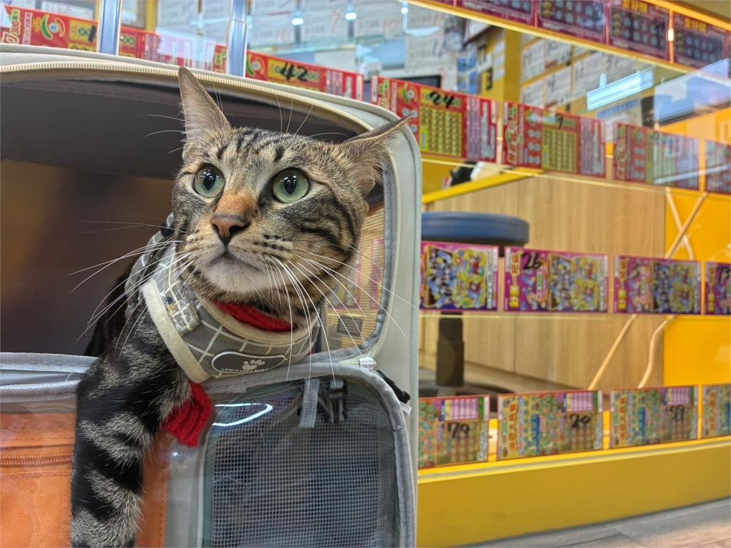 貓的報恩真的來了?男大生靠AI靈感刮中百萬!