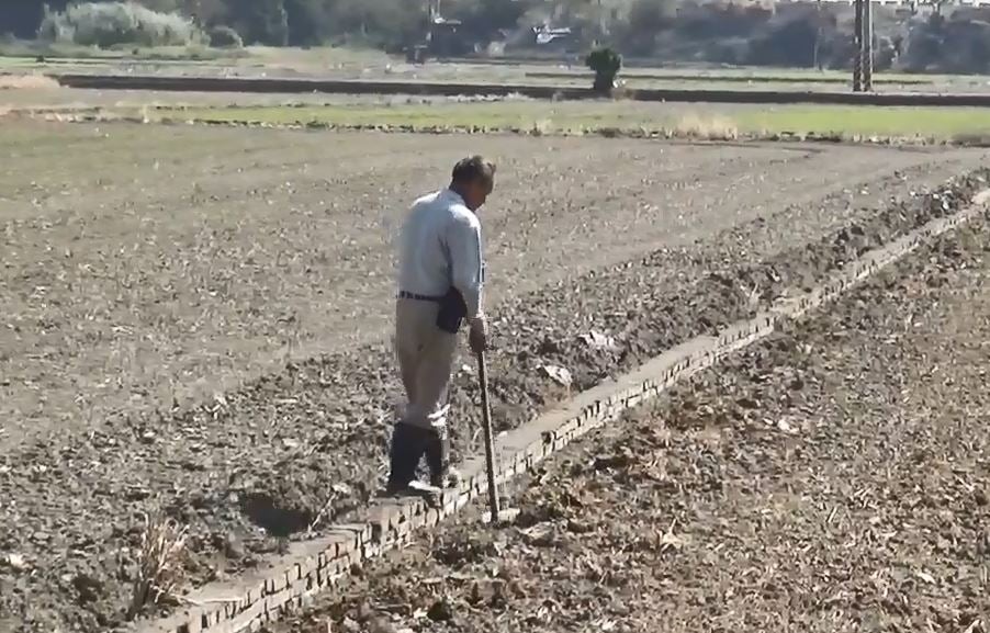 過年大紅包！稻米、雞肉等農產品進口關稅「不調降」　農民：可以過好年