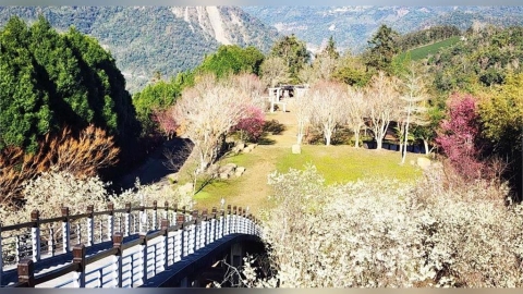 祕境化身賞櫻聖地!「寒溪呢人文叡地」福爾摩沙白櫻、緋寒櫻盛開