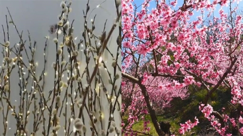 銀柳＋桃花＝有錢花！命理師揭「過年這期間」擺在家可改運…關鍵3方位曝光