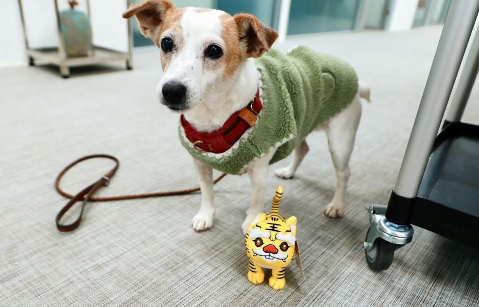 快新聞／蔡英文與愛犬「樂樂」歡度小年夜　嗨掛蜜柑萌虎、超人力霸王提燈