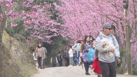 賞櫻注意!新竹「這公園」停車場鋪鬆散碎石 車輛停放恐「無法自拔」