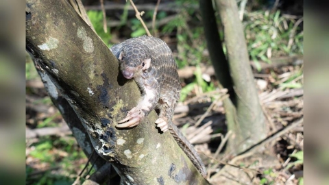 大年初五拯救穿山甲！北市動物園號召全民出動