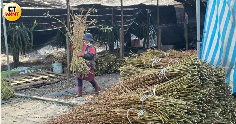產製銀柳需要大量人工，一甲地農忙時就要約20人投入，宜蘭三星在地的婆婆媽媽成為最有力的助手。（圖／CTWANT攝影組）&nbsp;