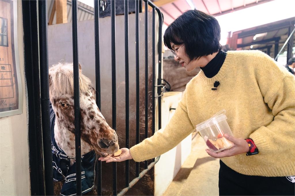 快新聞/歡喜迎馬年!蘇巧慧化身一日馬場照護員 沈伯洋竟成「Q毛本尊」?