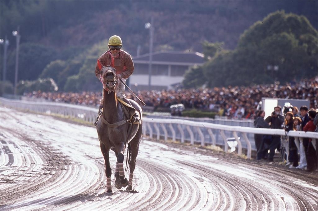 快新聞／永不放棄！日本傳奇賽馬「春麗」　生涯全敗成爆紅明星