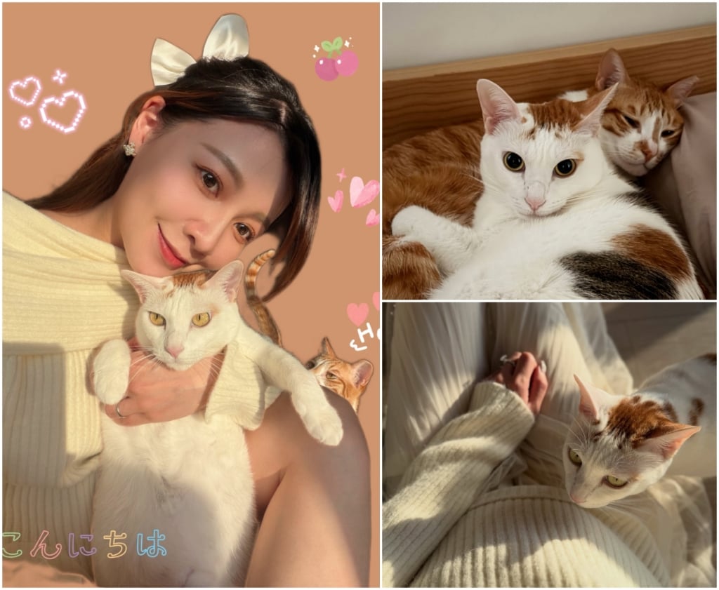 222貓咪日！盤點演藝圈4大貓奴：蘇晏霈、謝京穎、米可白、蔡燦得，超萌主子一次看！