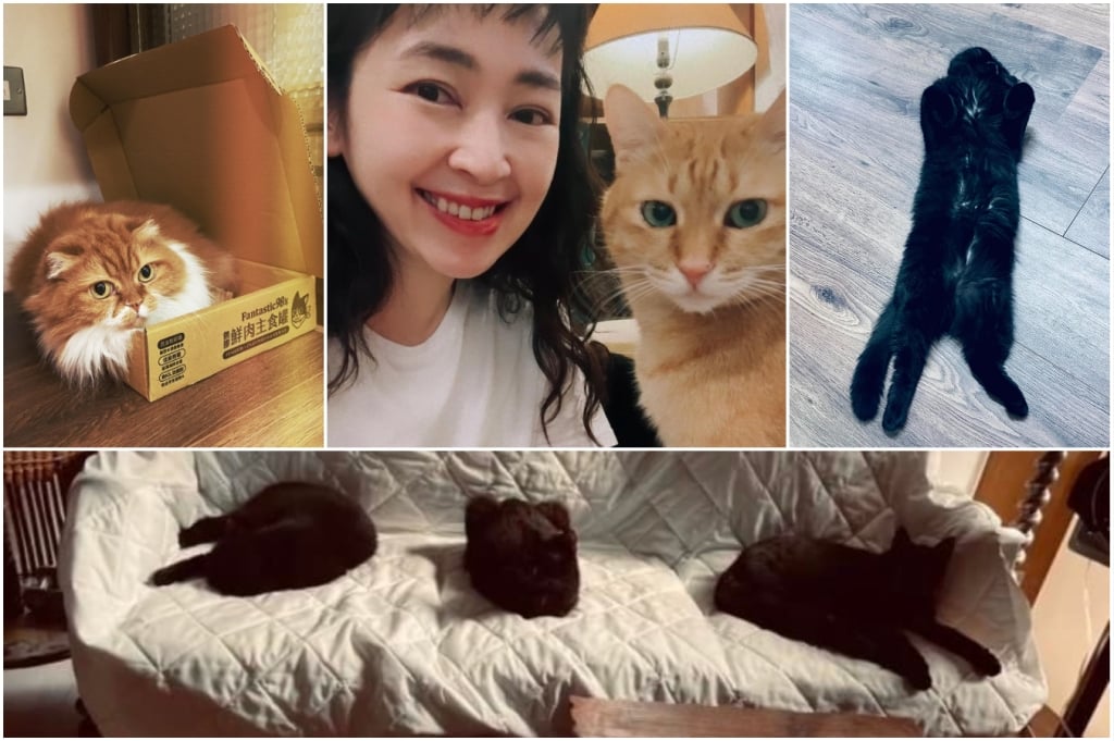 222貓咪日！盤點演藝圈4大貓奴：蘇晏霈、謝京穎、米可白、蔡燦得，超萌主子一次看！
