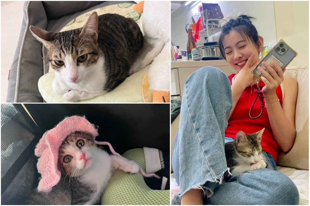 222貓咪日！盤點演藝圈4大貓奴：蘇晏霈、謝京穎、米可白、蔡燦得，超萌主子一次看！
