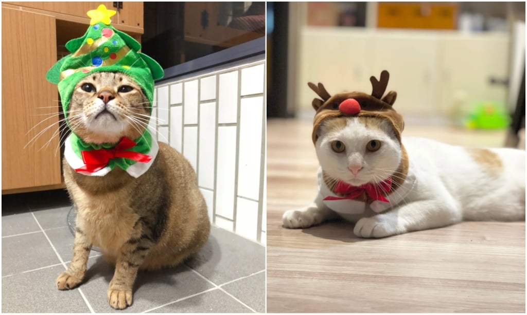 222貓咪日！盤點演藝圈4大貓奴：蘇晏霈、謝京穎、米可白、蔡燦得，超萌主子一次看！