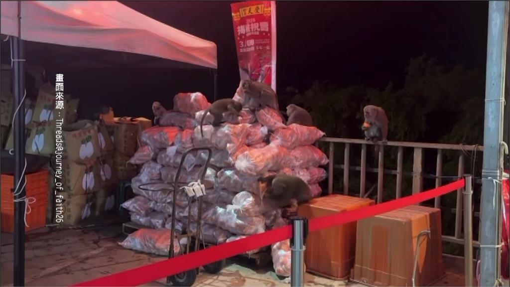 南投受天宮平安餐被攔截　　獼猴搶吃紅蘿蔔「顧目珠」