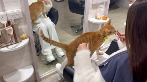 開到半夜的「夜貓美髮店」 親人「招財貓」賣萌攬客