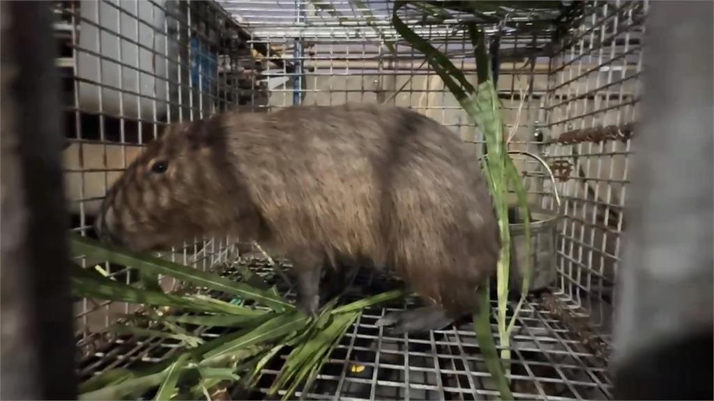 水豚君現身虎尾大排 目擊者:誰家卡皮巴拉脫逃?