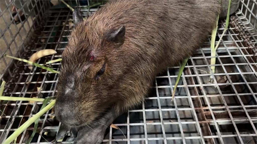 水豚君現身虎尾大排 目擊者:誰家卡皮巴拉脫逃?