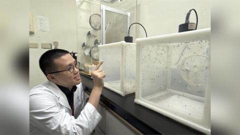 砸百萬「養蚊子」！疾管署神秘實驗室曝光   專人呵護2萬隻活蚊