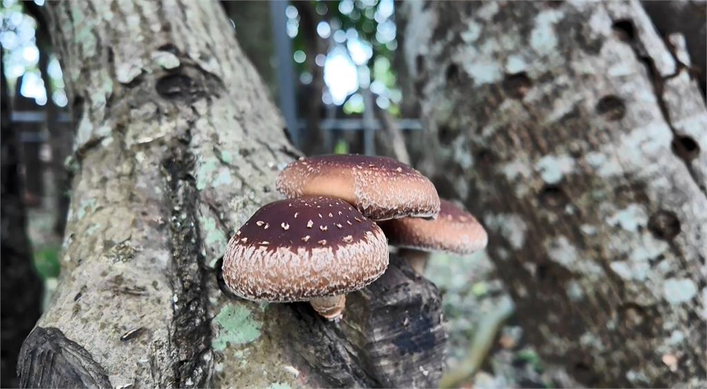 冬季限定!段木香菇栽培課程 免費用免報名參加