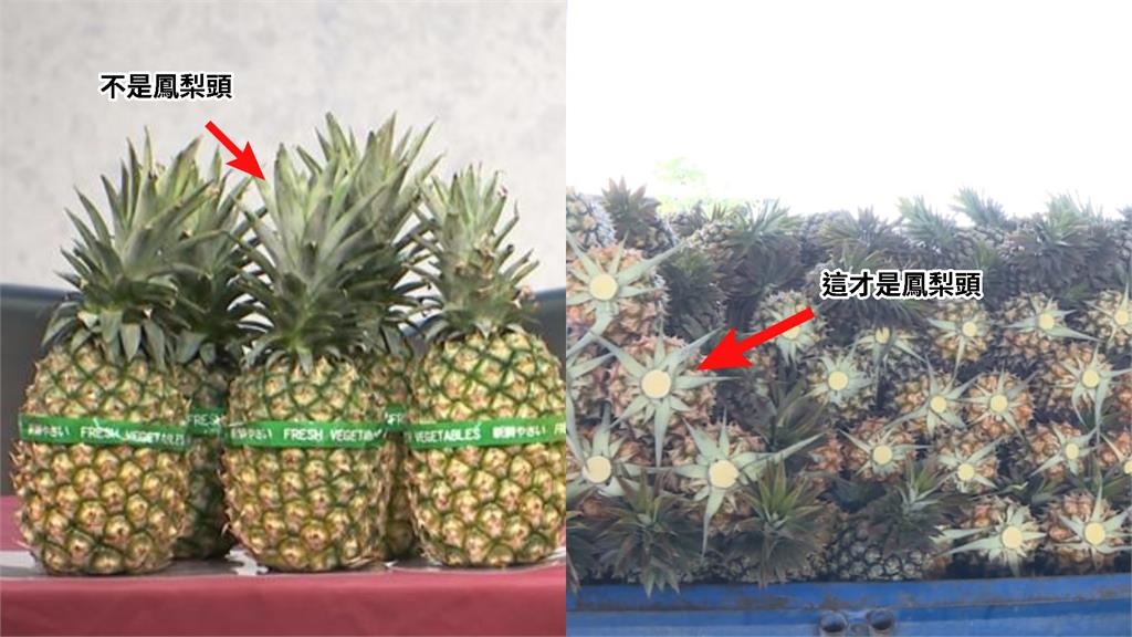 台灣「水果王國」冷知識大解密!番石榴 C 勝奇異果、鳳梨「頭」在下面?