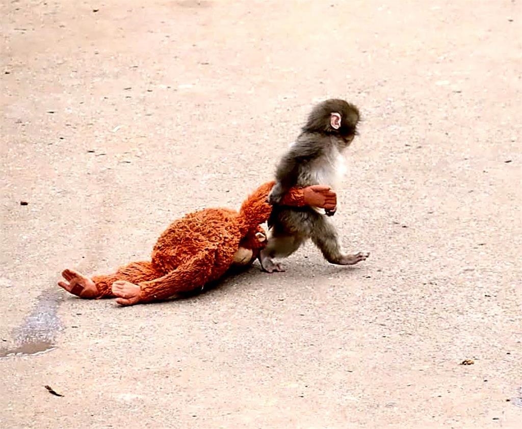 快新聞／孤獨小猴「Punch」抱著IKEA玩偶爆紅！動物園人潮暴增　網友齊喊加油