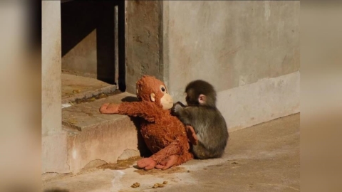 孤獨小猴「Punch」緊抱IKEA玩偶爆紅!動物園人潮翻倍 網友齊喊加油