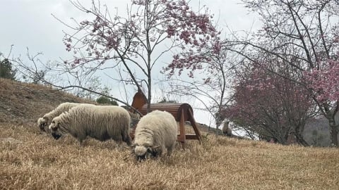 不用飛日本！南投清境農場櫻花綻放　綿羊、馬術秀天天上演