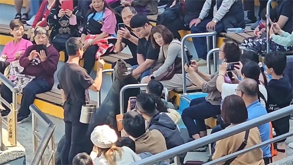 別再摸了！　民眾伸手「觸摸海獅」　訓練員秒變臉制止