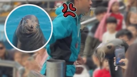 海獅表演「遊客竟伸手觸碰」　飼養員瞬間變臉制止