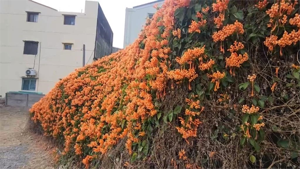 雲林麥寮炮仗花開　建築開滿花「染橘」超壯觀
