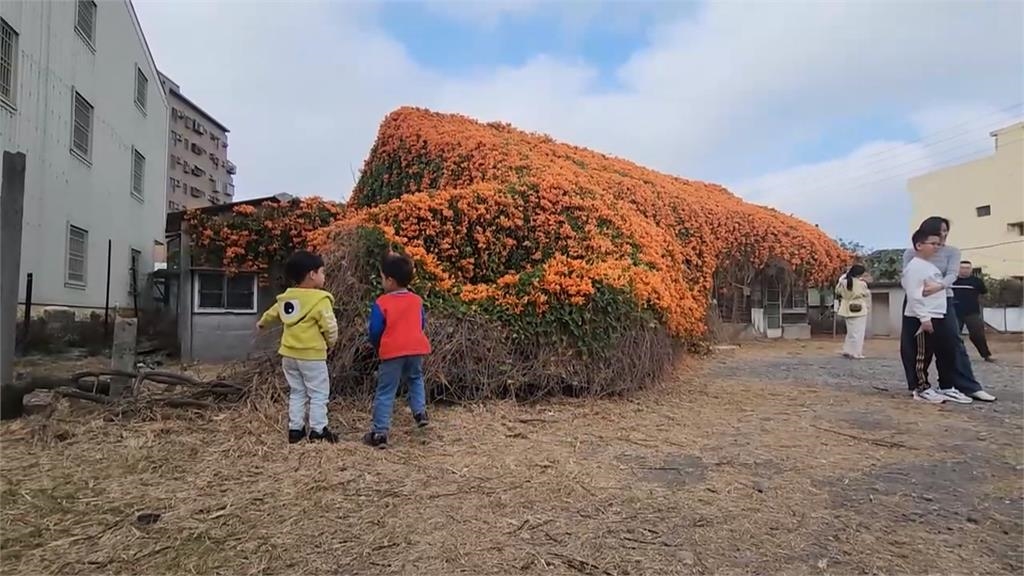 雲林麥寮炮仗花開　建築開滿花「染橘」超壯觀