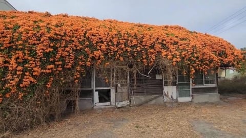 雲林麥寮炮仗花開　建築開滿花「染橘」超壯觀