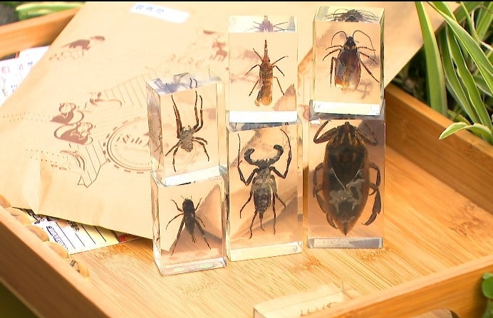 北市動物園刮刮樂送昆蟲標本 「牠」也變標本!全員驚嚇中