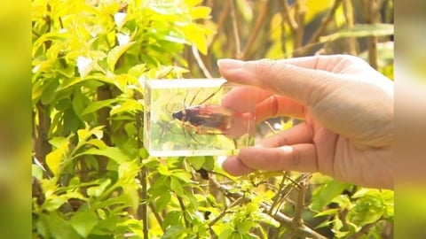 北市動物園刮刮樂送昆蟲標本　「牠」也變標本！全員驚嚇中