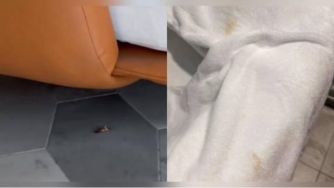 過年花6千入住台南旅宿爆雷！　大廳見死蟑螂、陽台有菸蒂、毛巾黃又濕