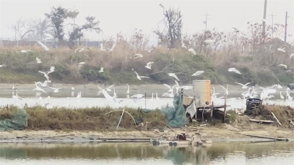 魚塭抽水換池成"候鳥Buffet"　　上千鳥群擠魚塭享用大餐