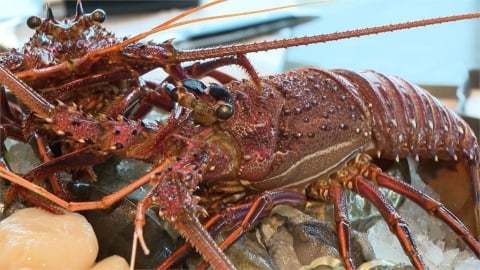 澳洲龍蝦輸了！台灣進口市場出現新霸主　饕客愛上「這國家」龍蝦