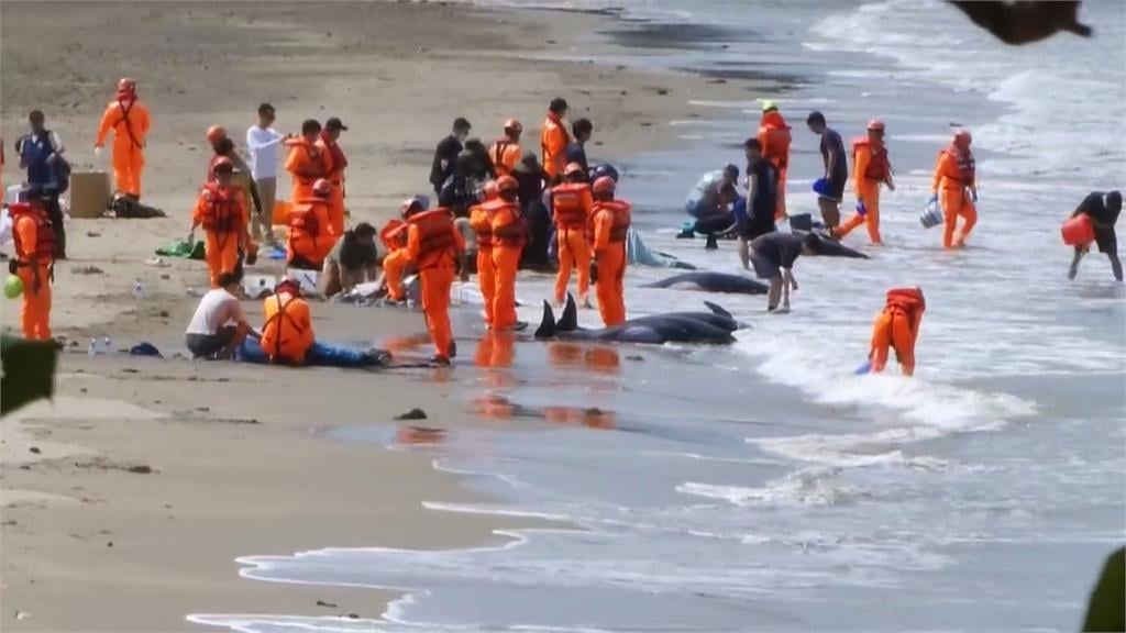 集氣!屏東車城11隻小虎鯨集體擱淺 4死7搶救中