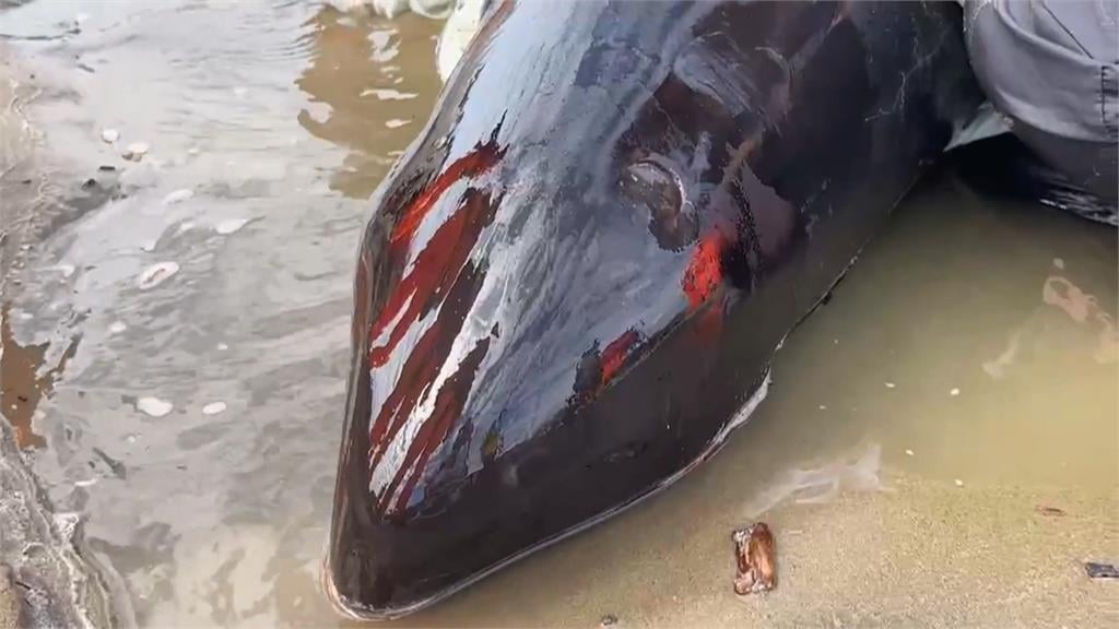 集氣!屏東車城11隻小虎鯨集體擱淺 4死7搶救中
