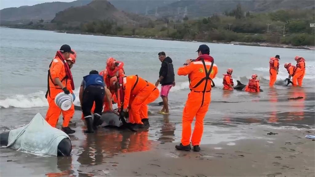 集氣!屏東車城11隻小虎鯨集體擱淺 4死7搶救中