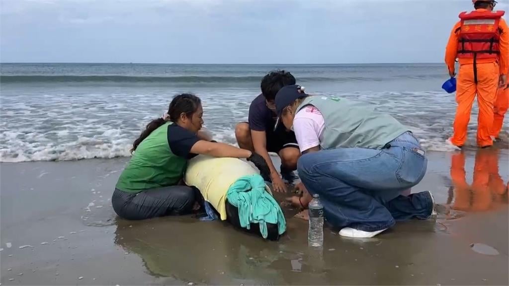 集氣!屏東車城11隻小虎鯨集體擱淺 4死7搶救中