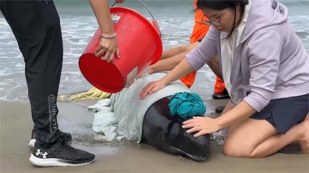 集氣!屏東車城11隻小虎鯨集體擱淺 4死7搶救中