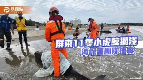 屏東11隻小虎鯨擱淺　海保署啟動MARN全力搶救