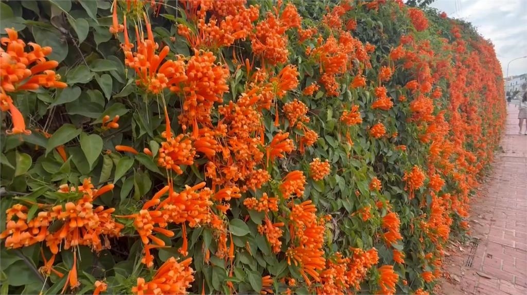 苗栗花海美! 銅鑼炮仗花盛放 三義遊客漫步櫻花林