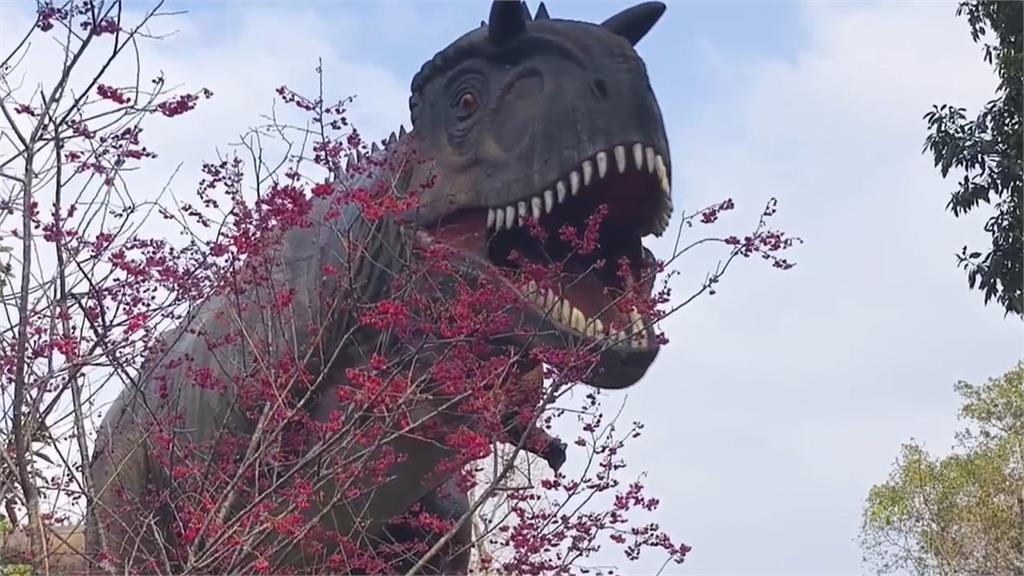 苗栗花海美! 銅鑼炮仗花盛放 三義遊客漫步櫻花林