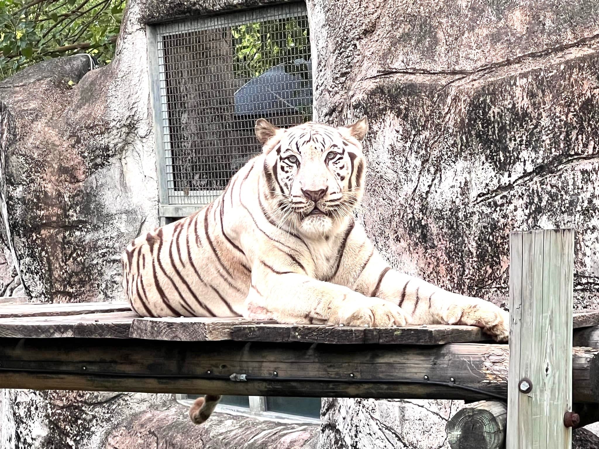 繼大象阿里 壽山動物園白老虎「昭海」伴高雄14載也走了