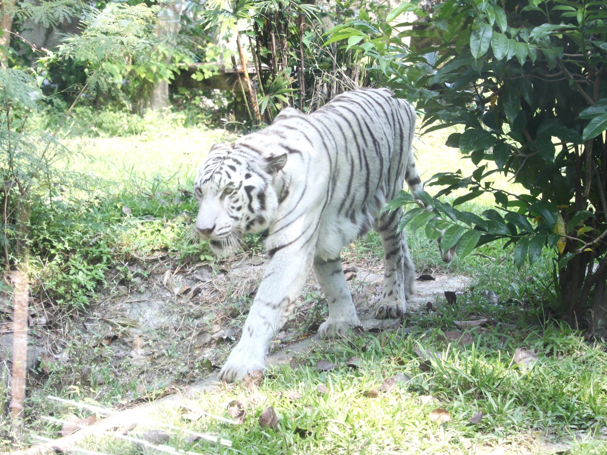 繼大象阿里 壽山動物園白老虎「昭海」伴高雄14載也走了