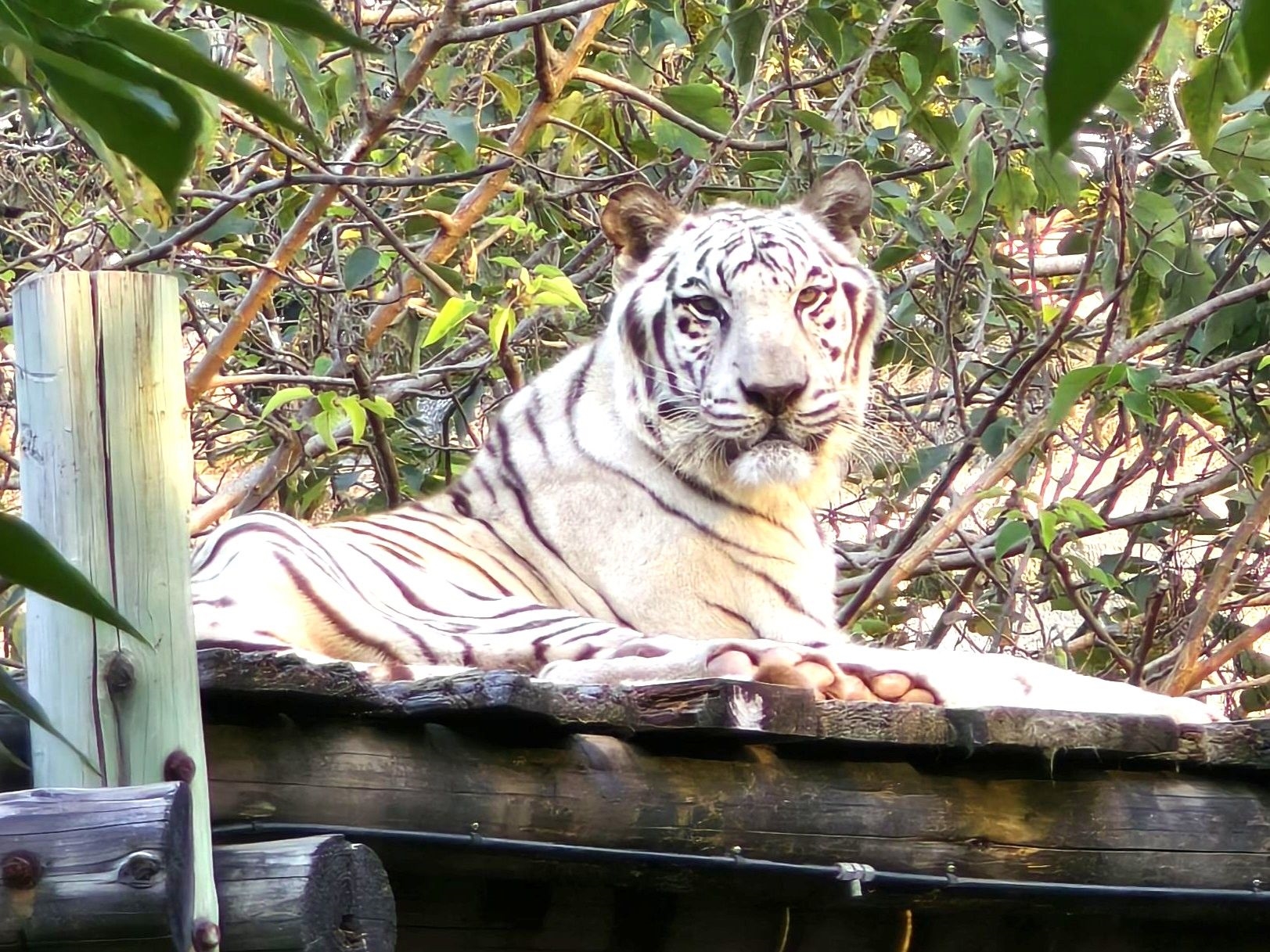繼大象阿里 壽山動物園白老虎「昭海」伴高雄14載也走了